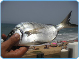 jpc La peche au Maroc Conseils et techniques de peche peche a la pelote ...